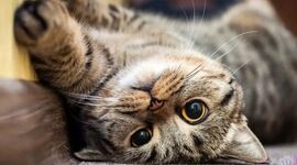 تأثیرات مثبت حیوانات خانگی بر سلامت انسان