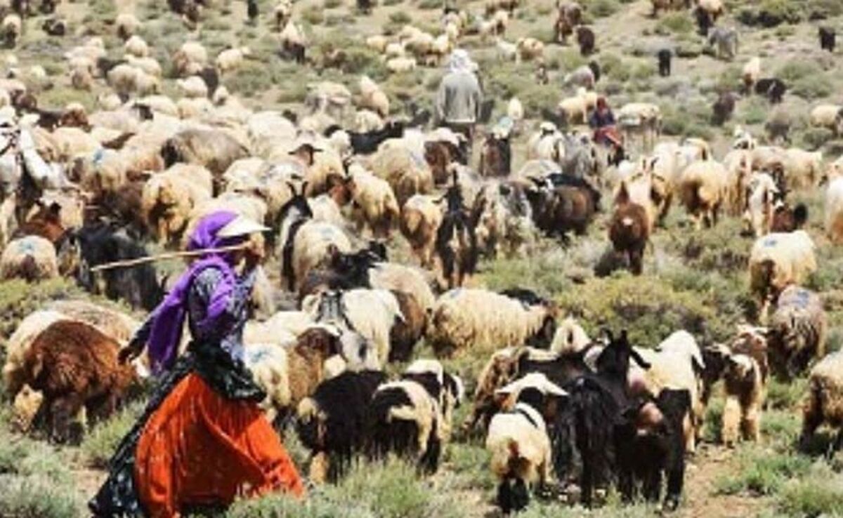 سرمایه‌گذاری در عشایر، کلید خودکفایی ایران در تولید گوشت قرمز