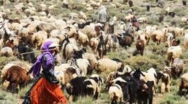 سرمایه‌گذاری در عشایر، کلید خودکفایی ایران در تولید گوشت قرمز