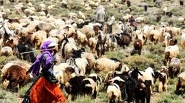 سرمایه‌گذاری در عشایر، کلید خودکفایی ایران در تولید گوشت قرمز